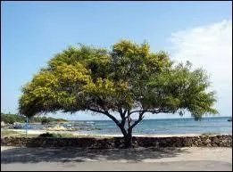 Comment s'appelle cet arbre ?