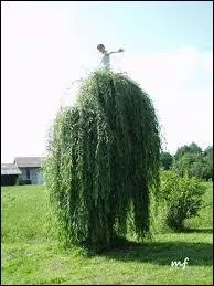 Comment s'appelle cet arbre ?