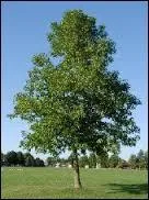 Quel est le nom de cet arbre ?