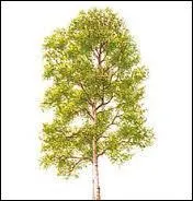 Et celui-ci quel est son nom ?