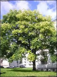 Quel est le nom de cet arbre ?