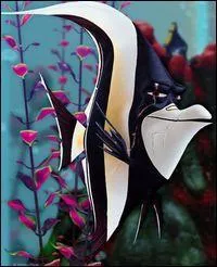 Dans l'aquarium, Nemo va faire la rencontre de ce zancle nommé...