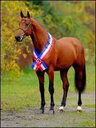 Chaque année, sur les 600 mâles présentés au Verband der Züchter des Holstein Pferds, combien sont approuvés ?