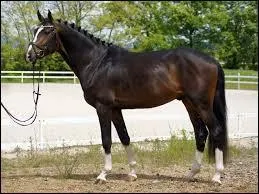 L'encolure du hanovrien est...