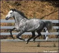 On ne dirait pas vu comme ça ? mais le holstein est un cheval...