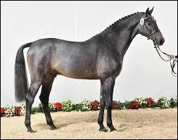 Le poitrail du holsteiner est large.