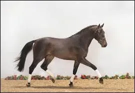 Les allures du holstein ont une grande amplitude mais des petites foulées.