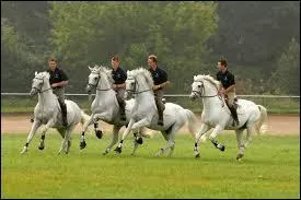 Le holsteiner est un excellent cheval de...