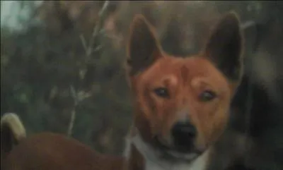 De quelle race s'agit-il ?