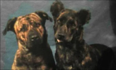 De quelle race s'agit-il ?