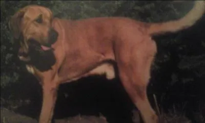 De quelle race s'agit-il ?