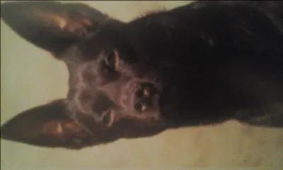 De quelle race s'agit-il ?