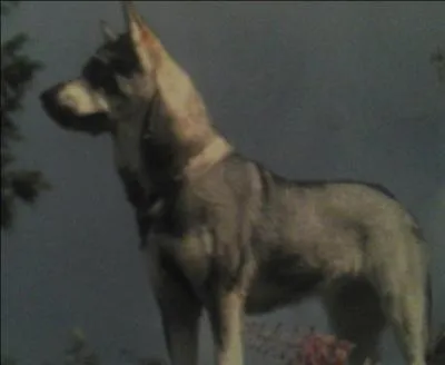 De quelle race s'agit-il ?