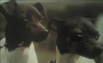 De quelle race s'agit-il ?