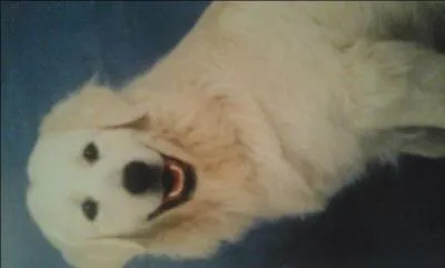 De quelle race s'agit-il ?