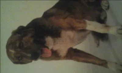 De quelle race s'agit-il ?