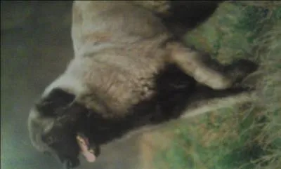 De quelle race s'agit-il ?