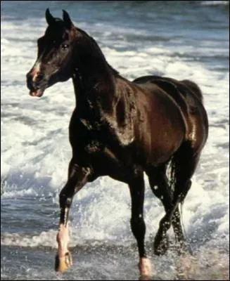 Trouvez, dans les titres de ces films, celui qui cache le mot relatif au cheval !