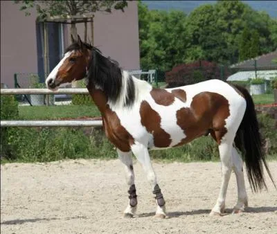 De ces trois marques, laquelle a cr&eacute;&eacute; une automobile dont le logo est un mustang au galop !