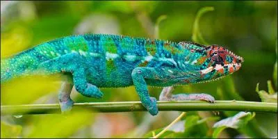 Où les caméléons vivent-ils en grande majorité ?