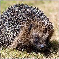Où vivent les hérissons ?