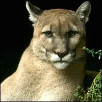Où vivent essentiellement les cougars ?