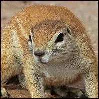 Où vivent les xérus ?