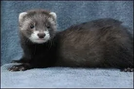 Animal parfois utilisé pour la chasse aux rongeurs près des habitations, il s'agit d'une belette.