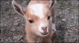 Vous souhaitez écarter teignes et charançons, ne vous mettez pas en peine. Qu'allez-vous faire ?