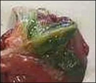 Attention fouines ! Que ne devez-vous pas mettre près de votre poulailler ?