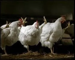 Que font les poulets dans les publicités pour la marque alimentaire "Le Gaulois" ?