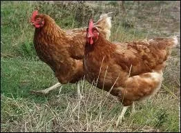 Les poules appartiennent à l'ordre des...