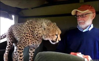 Le guépard ne vit qu'en Afrique !