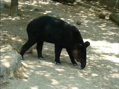Il existe un tapir qui vit en montagne !