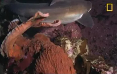 La pieuvre possède huit bras !