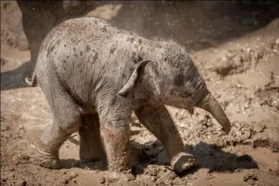 L'éléphant avale l'eau par sa trompe !