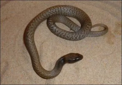 Le venin du taïpan du désert australien est 100 fois plus toxique que celui du mamba noir africain !