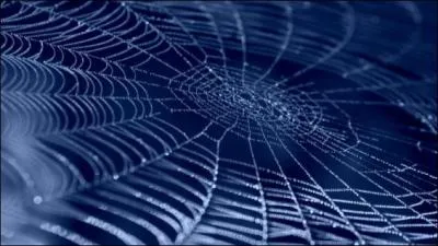 On peut cicatriser une blessure avec de la soie d'araignée !