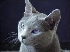 De quoi Rivière d'Argent est-elle morte ? ( (cycle 1)