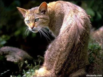 Quel chaton a un défaut ? (cycle 3)