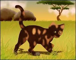 Quelle est la prophétie qu'Étoile de Feu connaît ? (cycle 3)