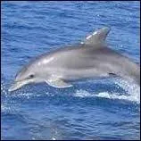 Comment s'appelle la femelle du dauphin ?