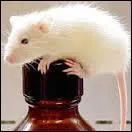 Comment s'appelle le petit du rat ?