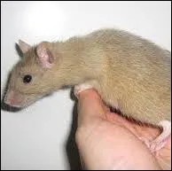 Comment s'appelle la femelle du rat ?
