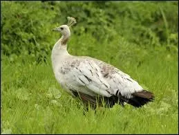 Comment s'appelle la femelle du paon ?