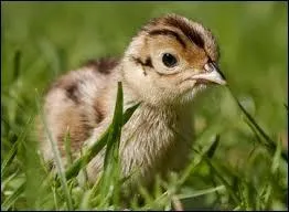 Comment s'appelle le petit du faisan ?