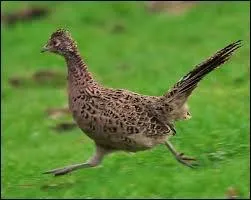 Comment s'appelle la femelle du faisan ?