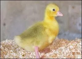 Comment s'appelle le petit de l'oie ?