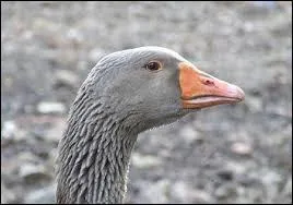 Comment s'appelle le mâle de l'oie ?