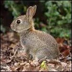 Comment s'appelle le petit du lièvre ?